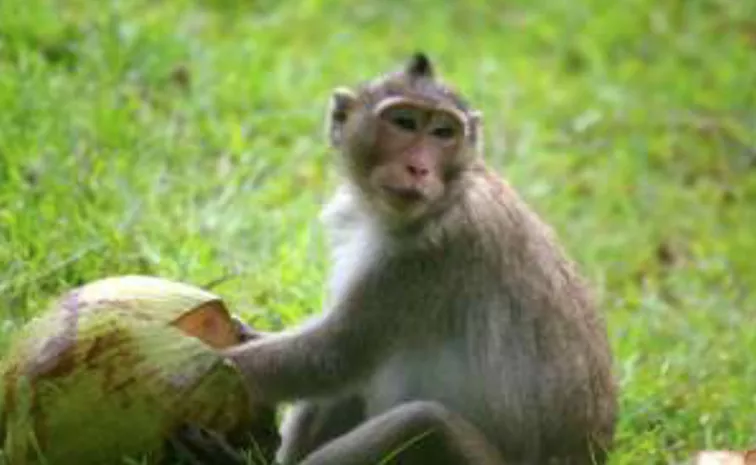 What Is The Monkey Trap Theory Letting Go And Unlocking Freedom