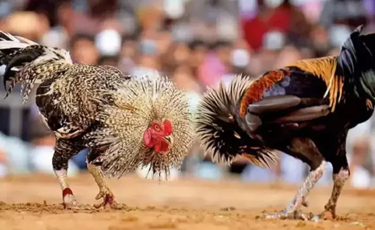 Police Raid On Chicken Racing Base