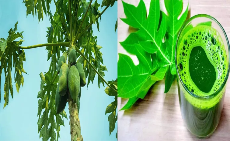 Papaya Leaf Juice: Health Benefits Can Keep Heart, Liver And Kidney