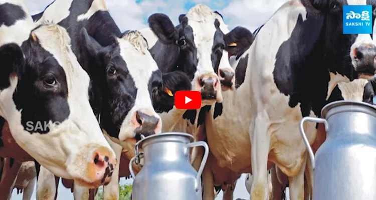 Bhagyalaxmi Dairy Indias Best Dairy farm