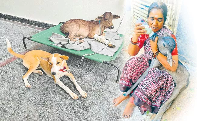 Couple feeding stray animals