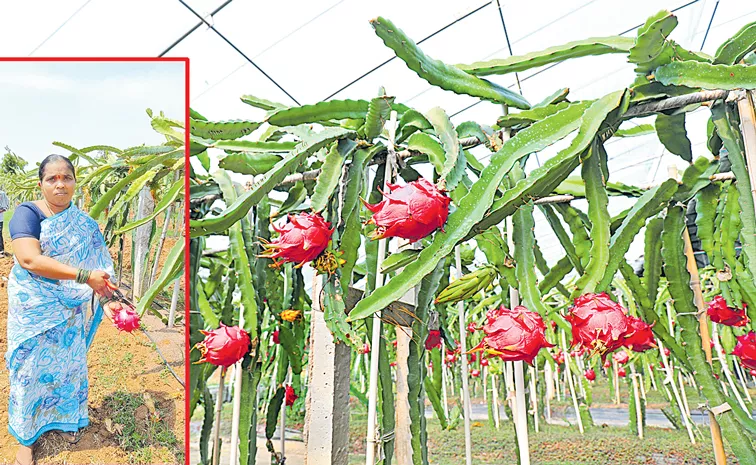 Mother Cultivation of Dragon Fruit 