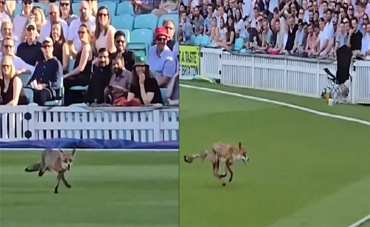 Vitality T20 Blast 2024: Fox Invades Field During Hampshire And Surrey Match