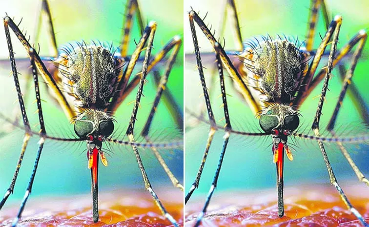 327 cases of Dengue in Hyderabad