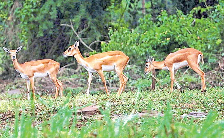 Animals coming into villages with floods