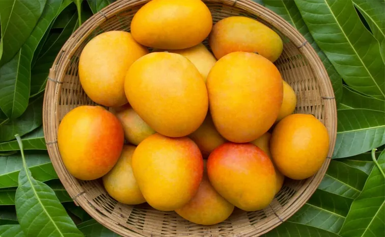 National Mango Day 2024: Significance And Interesting Facts 