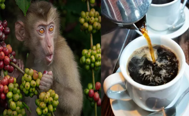  Monkey Spit Coffee: The Unusual Coffee Bean Trend