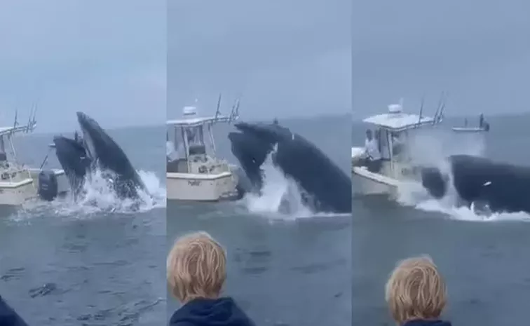 Whale attack on Boat New Hampshire Coast Video Goes Viral