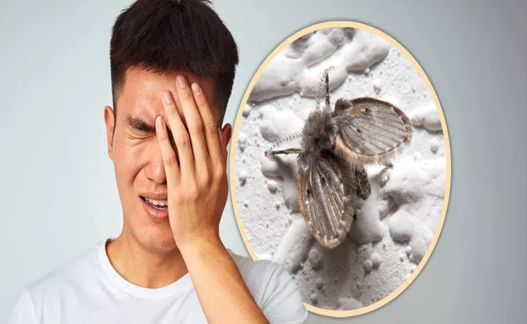 Chinese Man Loses Eye After Swatting Drain Fly On Face