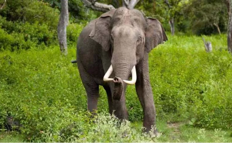 2 Persons Killed In Elephant Attack Incidents In Jharkhand