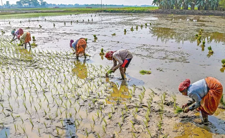 Farmers plant 23. 7 million hectares rice so far as monsoon