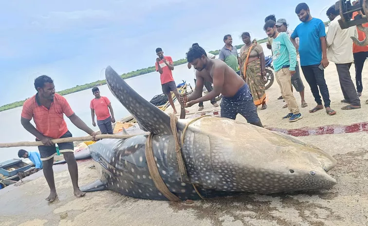 Fishermen Caught Huge Fish In Machilipatnam