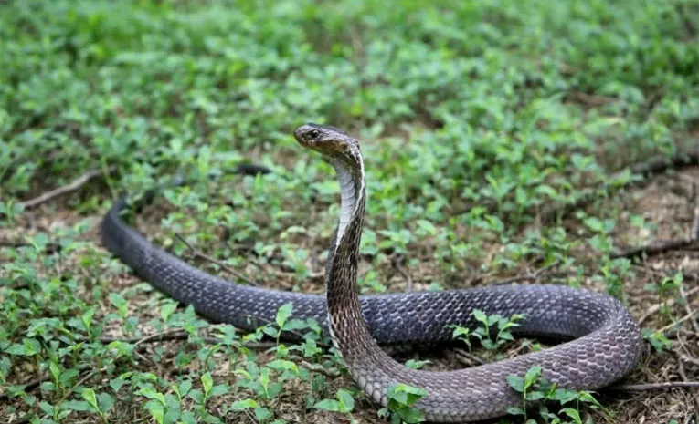 BJP MP In Lok Sabha: 50000 Die Of Snakebite Every Year Highest In World