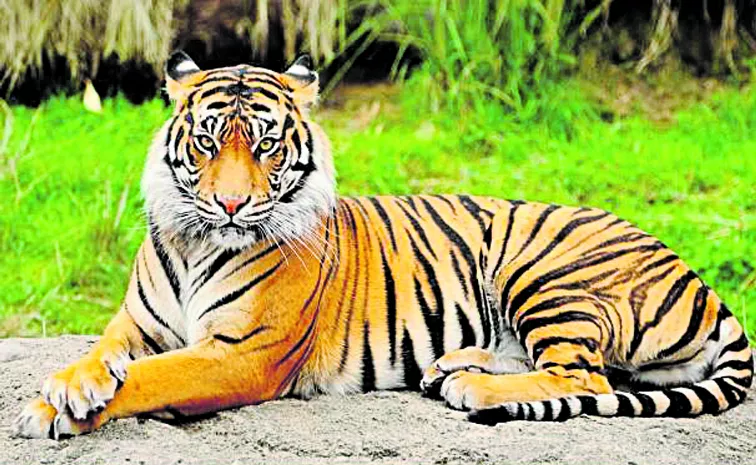 Today is International Tiger Day