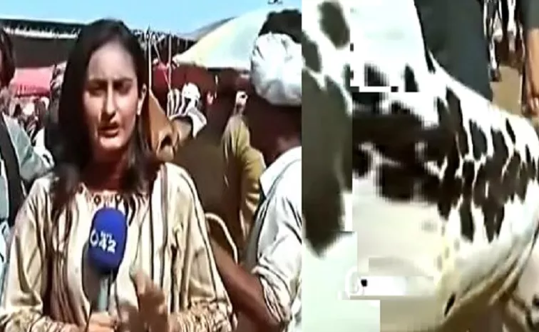 Live Reporting akistani Female Reporter attacked by Bull Internet Reacts