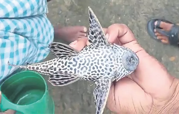 A Strange Fish Found In The Stream Of Talai Village Of Adilabad District