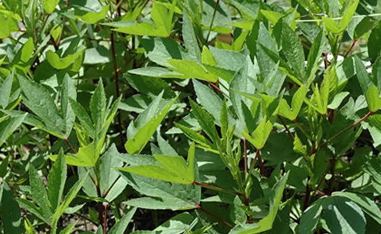 leafy vebetable gongura Major Benefits in telugu