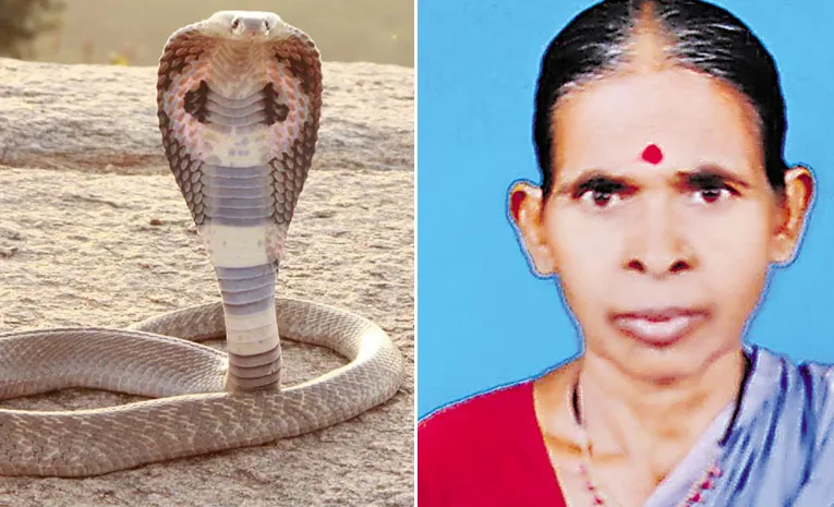 Woman dies of snakebite in Khanapur