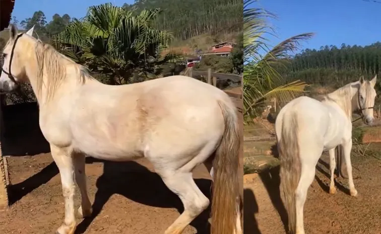 Horse Grooming video goes viral