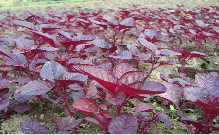 Red Spinach Amazing Benefits And Facts