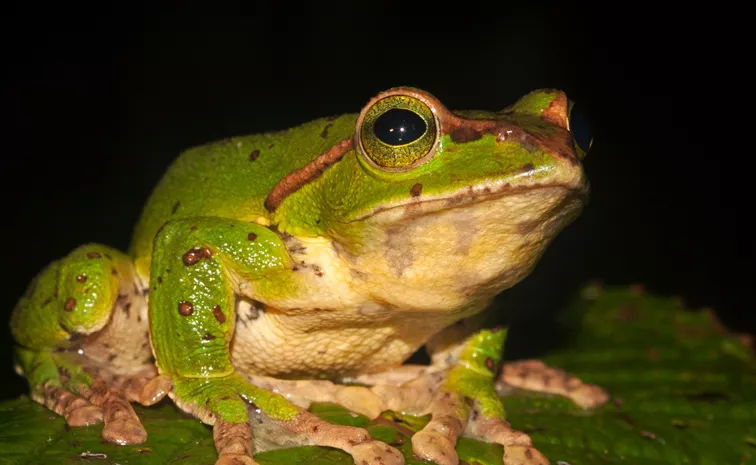 Tree frog species interesting story by Janaki Lenin