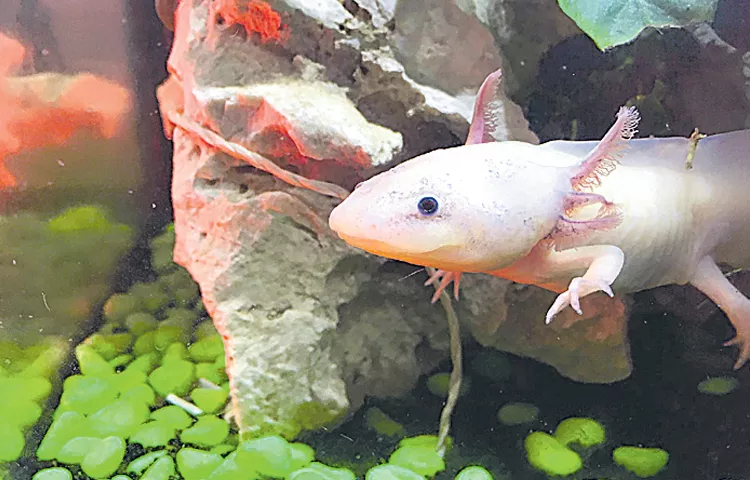 The Name Of This Strange Creature Is Axolotl It Is An Amphibian