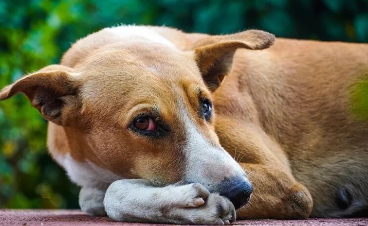 Street Dog saves Vasai woman from  sexual assault by monster