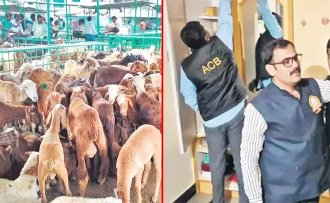  ACB Investigation On Sheep Distribution Scam In Telangana