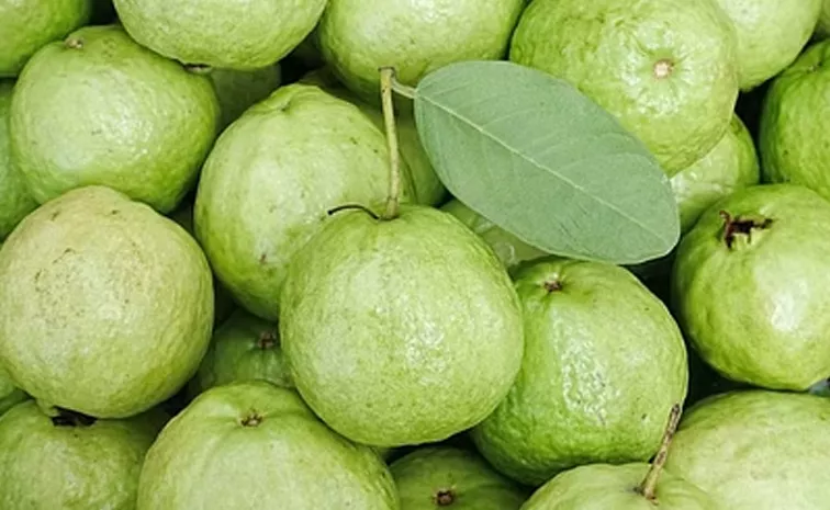 can we wat guava in monsoon check these health benefits