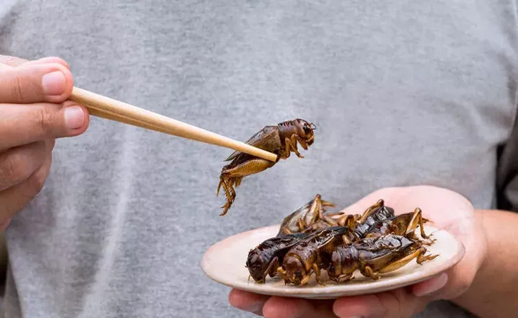 Singapore Food Agency Declares 16 Insects To Eat