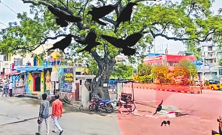 crows attack on Rajannasirisilla District Bus Stand