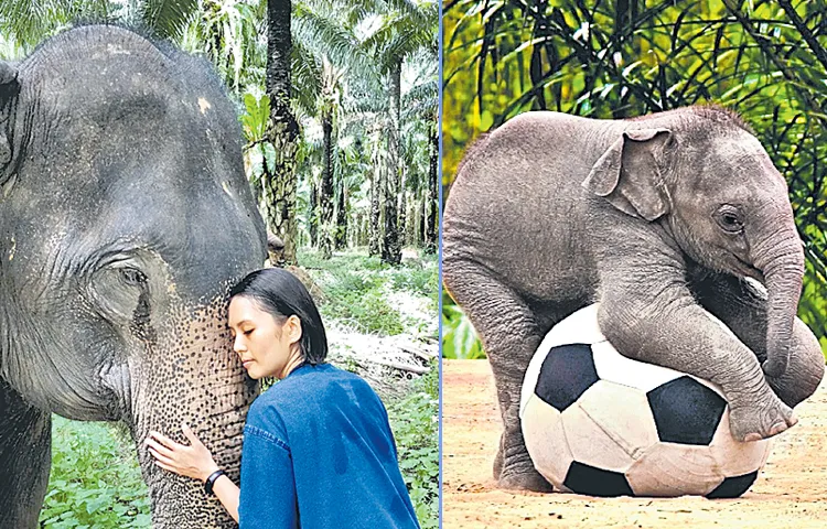 Funday Special Story On The Occasion Of August 12 World Elephant Day