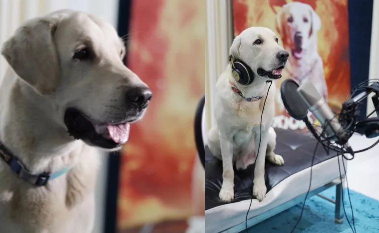 Dog Dubbing For Nanu Mattu Gunda 2 Movie