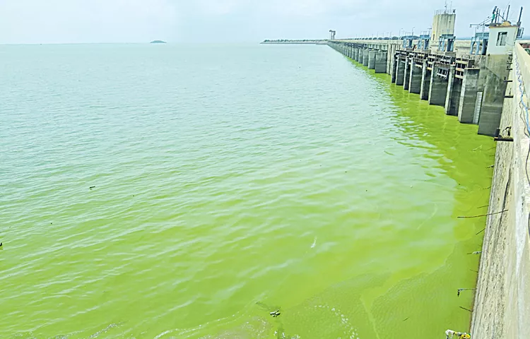 The water in the Sriramsagar project reservoir suddenly turned green