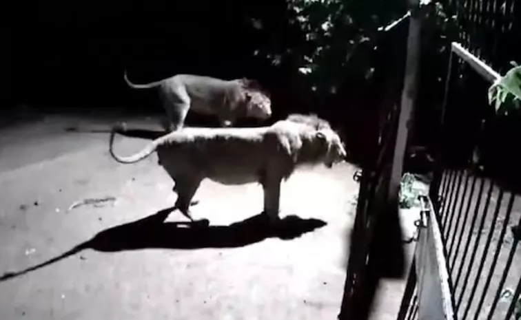 Video Of 2 Dogs 2 Lions, And An Almost Fight In Gujarat