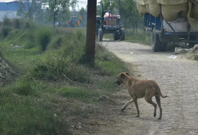 On CCTV, Stray Dog Goes On Biting Spree In UP Attacks 17 People In 1 Hour