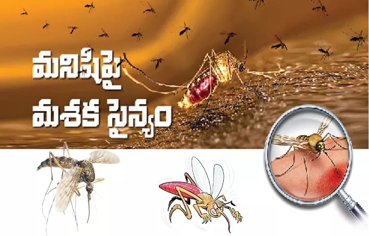 Health Tips To Be Careful From Dangerous Mosquitoes