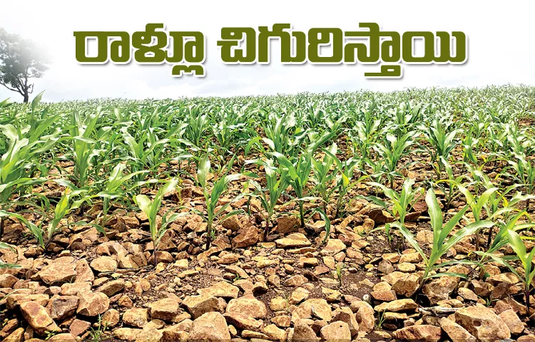 Cultivation Of Crops In Rocky Soils Telangana State Kamareddy District Farmers' Sad Story