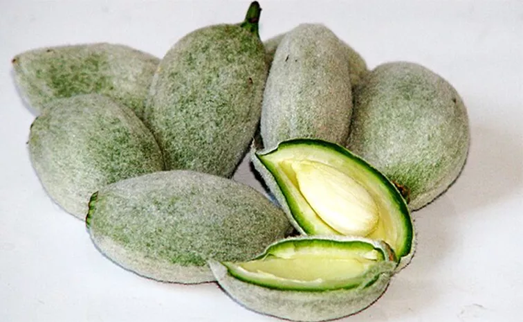 Green Almonds Should Be A Part Of Your Diet During Monsoon