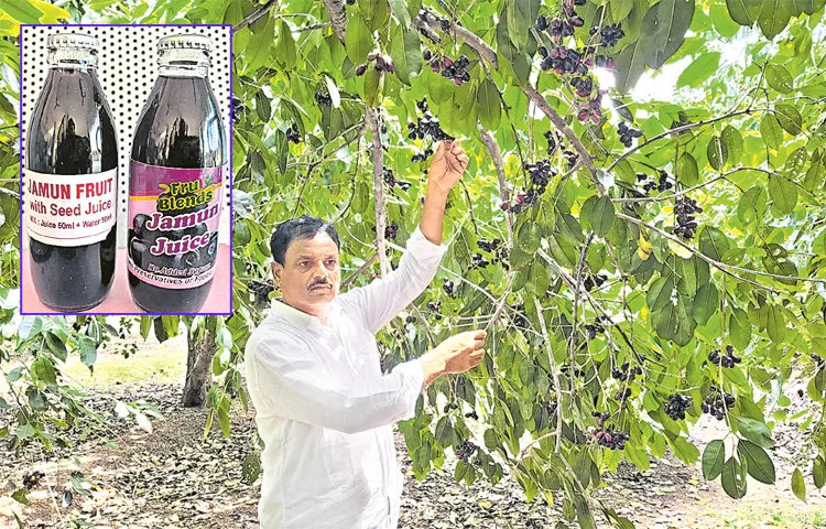 Farmers Are Getting High Yield With నేరేడు Apricot Juice Sakshi Sagubadi News