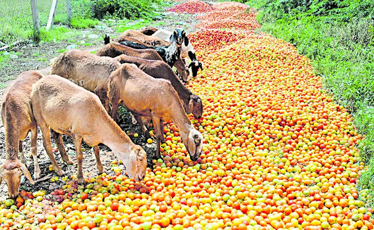 Rain and ruin: crop damage in Andhra pradesh