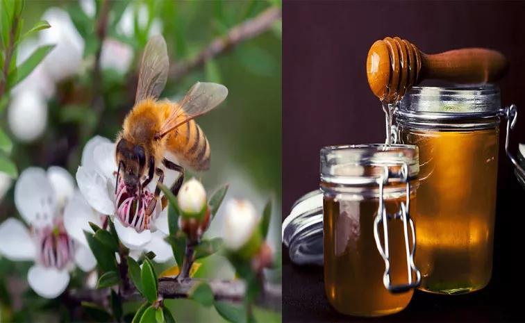 Manuka honey reduces breast cancer cell growth by 84 % in prelim studies