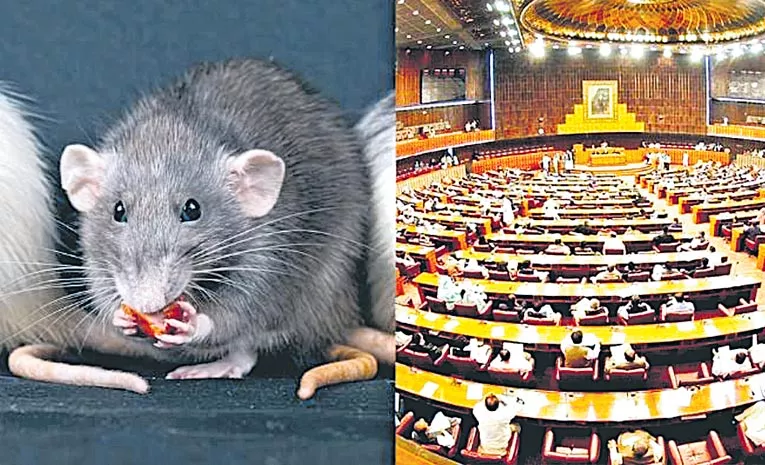 Rats In Parliament House