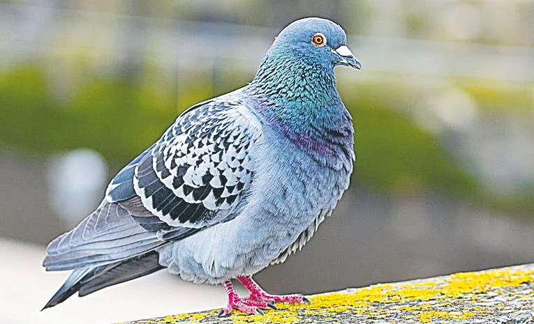 Panchayat Scene Comes To Life As Top Cop’s Pigeon Release Fails