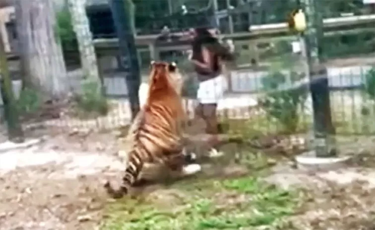 Video: US Woman Climbs Into Tiger's Enclosure In Zoo Nearly Gets Bitten