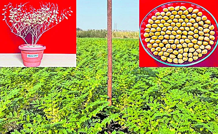 Center released 109 varieties of new Vangadas: Andhra pradesh