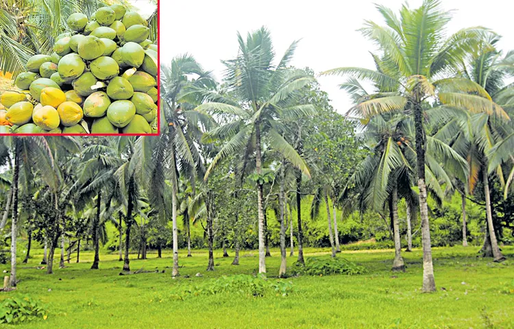 Coconut problems at the national level