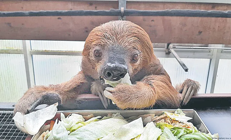 World's oldest sloth dies in German zoo