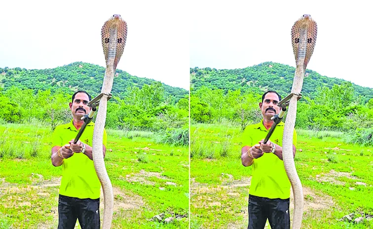 captured big cobra snake at wanaparthy