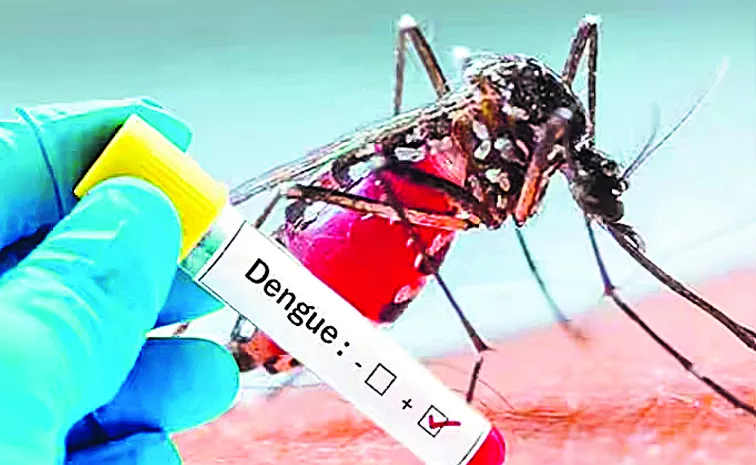 Telangana records 800 dengue cases in July 2024: Hyderabad